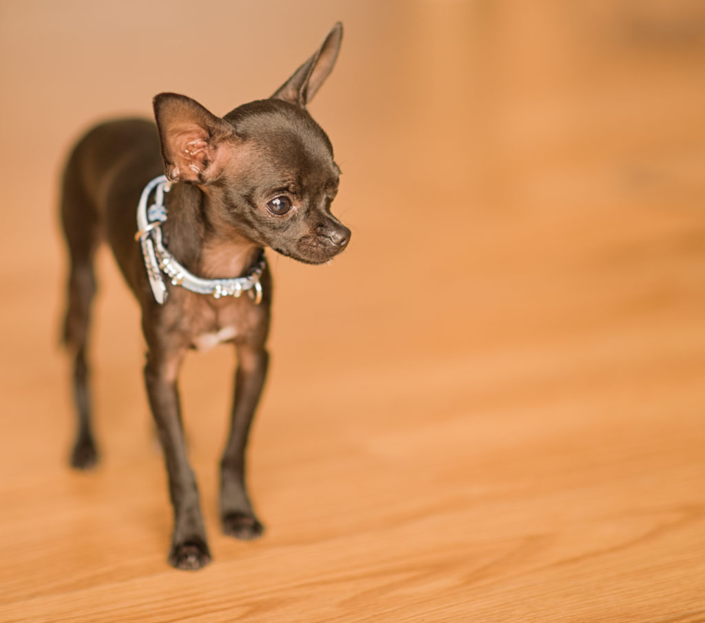 Short Haired Chihuahua