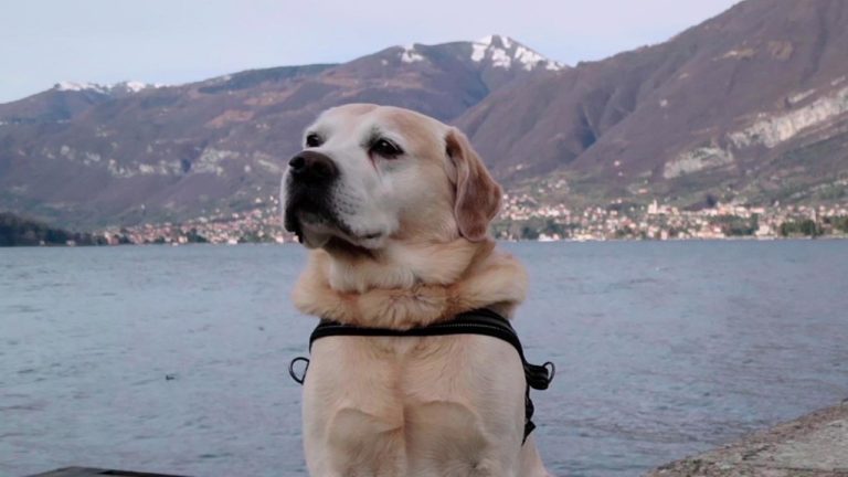 Netflix Renews “Dogs” Docuseries