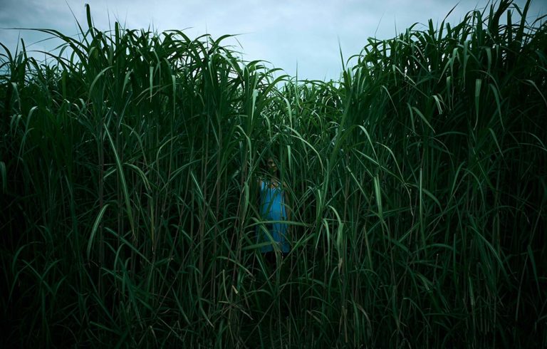 Watch the Trailer for Netflix’s “In the Tall Grass”